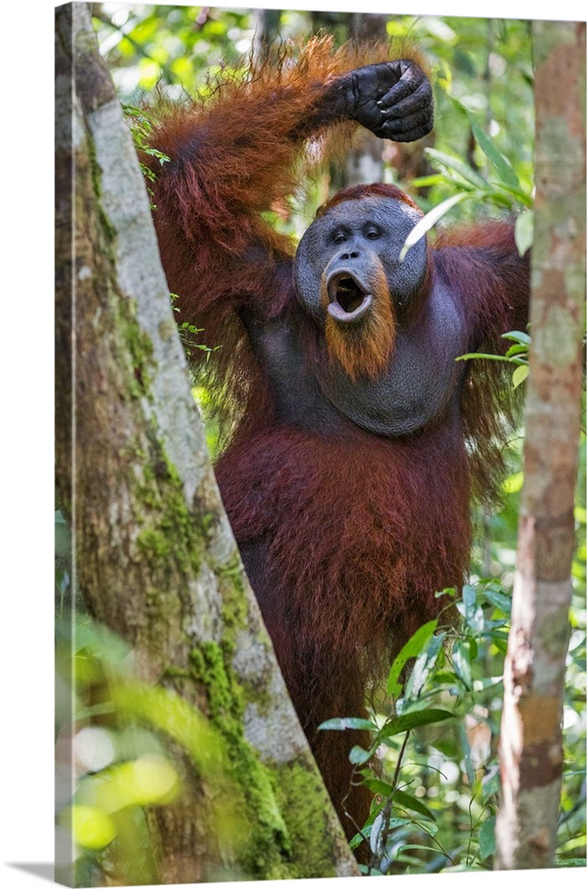 Indonesia, Central Kalimatan, Tanjung Puting National Park. A male Orangutan calling.