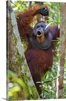Indonesia, Central Kalimatan, Tanjung Puting National Park, A male Orangutan calling