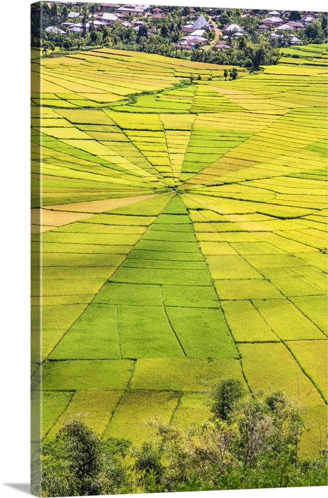 Indonesia, Flores Island, Cancar. The attractive Spider's Web rice paddies near Ruteng.