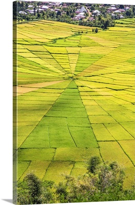 Indonesia, Flores Island, Cancar, The attractive Spider's Web rice paddies near Ruteng