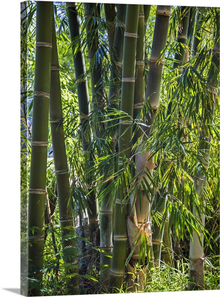 Indonesia, Flores Island, Ruteng A clump of stout bamboo growing near Ruteng.