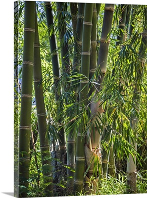 Indonesia, Flores Island, Ruteng A clump of stout bamboo growing near Ruteng