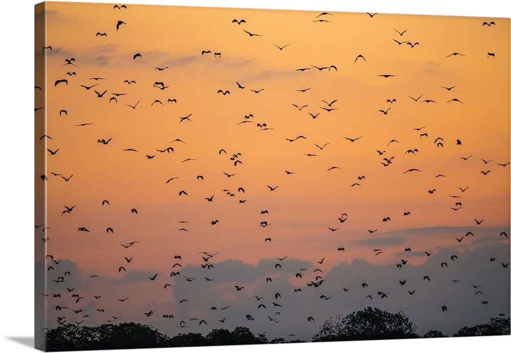 Indonesia, Lesser Sunda Islands, Kalong Island. Flying foxes in their thousands leave their daytime roosts among mangrove ...