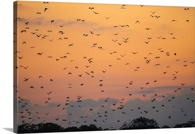 Indonesia, Flying foxes leave their roosts among mangrove trees on Kalong Island at dusk