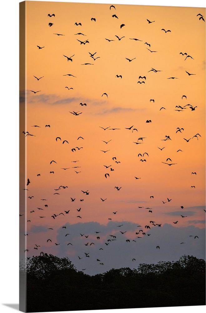 Indonesia, Lesser Sunda Islands, Kalong Island. Flying foxes in their thousands leave their daytime roosts among mangrove ...