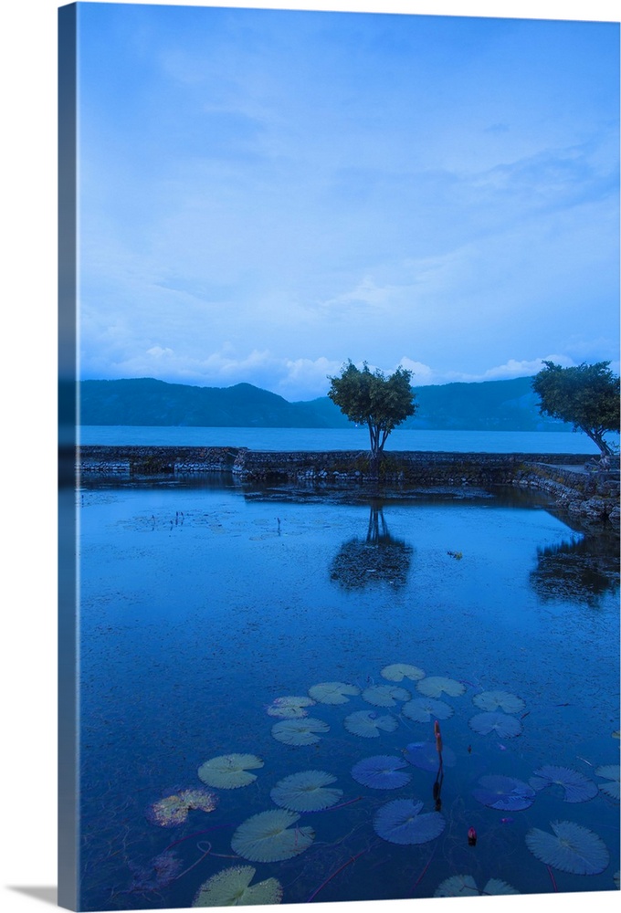 Indonesia, Sumatra, Samosir Island,  Lake Toba, Tuk Tuk, Water Lilie pond at Hotel Silitong