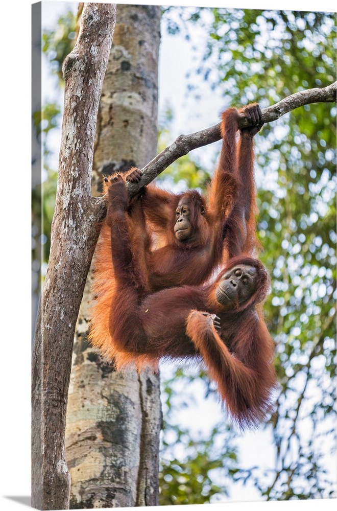 Indonesia, Central Kalimatan, Tanjung Puting National Park. A female Bornean Orangutan and her sub-adult offspring hanging...