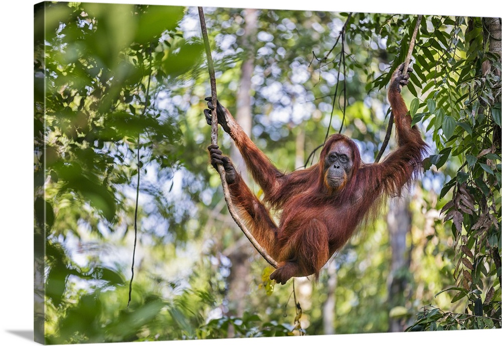 Indonesia, Central Kalimatan, Tanjung Puting National Park. A female Bornean Orangutan relaxing on a liana hanging from a ...