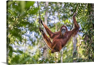 Indonesia, Tanjung Puting National Park, A female Bornean Orangutan relaxing