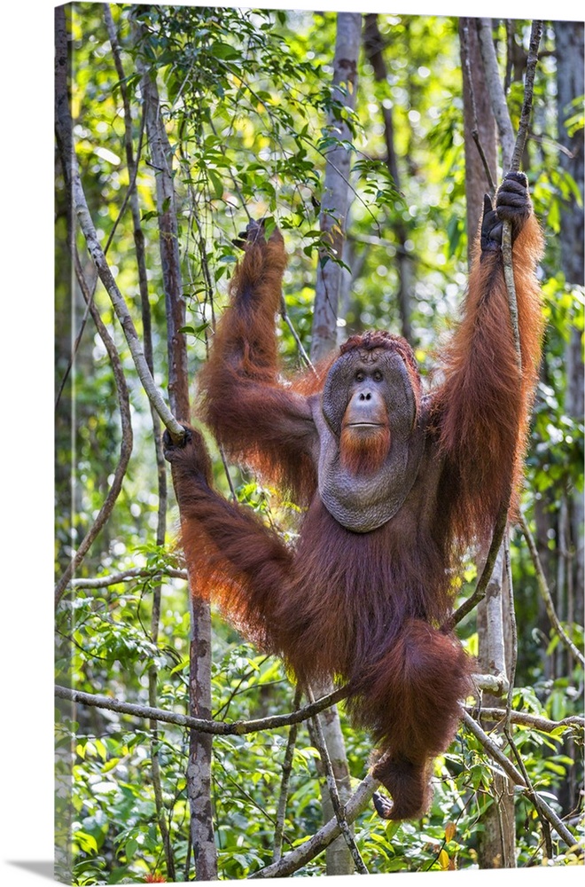 Indonesia, Central Kalimatan, Tanjung Puting National Park. A large male Bornean Orangutan with distinctive cheek pads han...