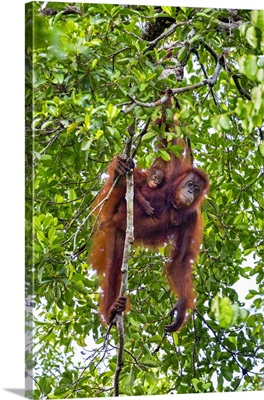 Indonesia, Tanjung Puting National Park, A Mother and baby Bornean Orangutan