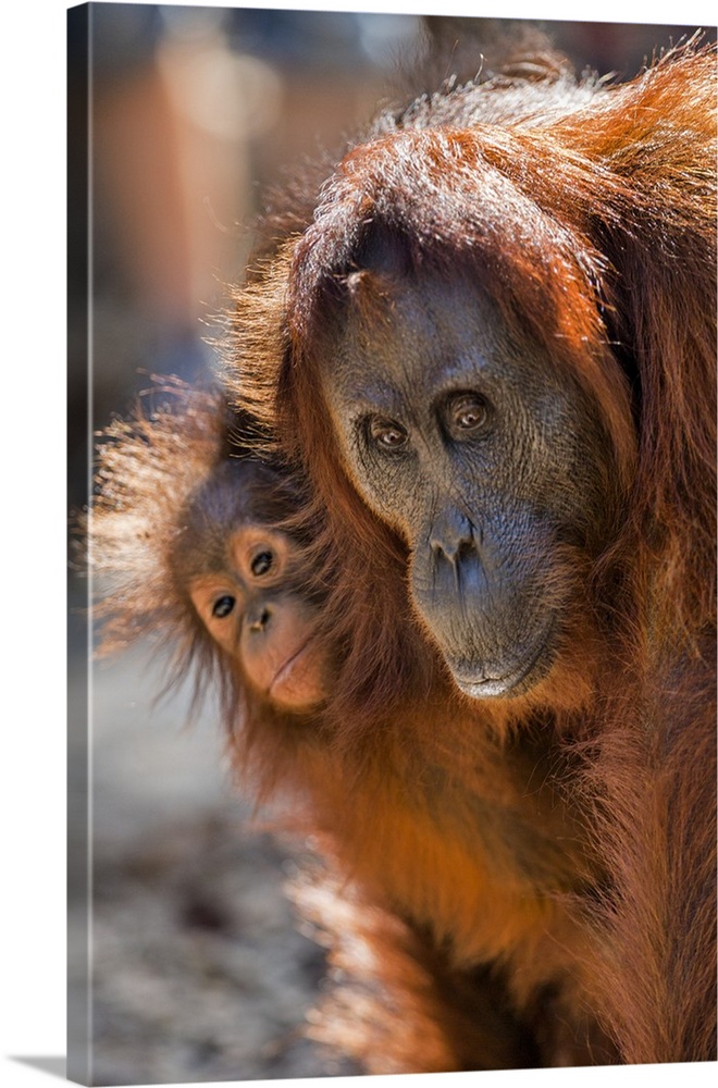 Indonesia, Central Kalimatan, Tanjung Puting National Park. A mother and baby Bornean Orangutan.