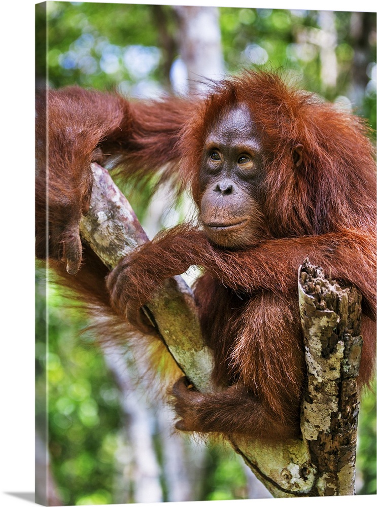 Indonesia, Central Kalimatan, Tanjung Puting National Park. A young Bornean Orangutan resting in a tree.