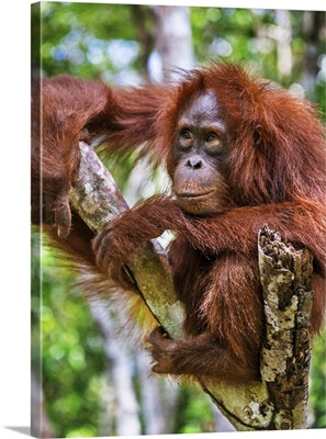 Indonesia, Tanjung Puting National Park, A young Bornean Orangutan resting in a tree