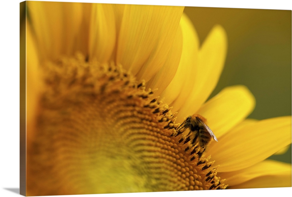 Italy, Friuli Venezia Giulia, bee on a sunflower