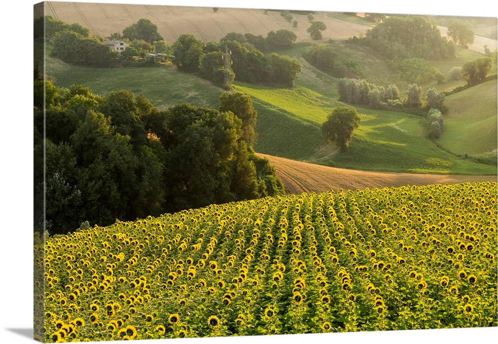 Italy, Marche, Macerata District, Corridonia, Sunflower Field Near Corridonia Village.