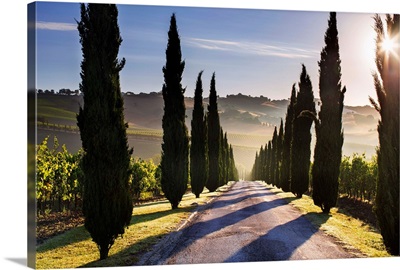 Italy, Marche, Macerata District, Urbisglia, Typical Marche Landscape Near Urbisaglia