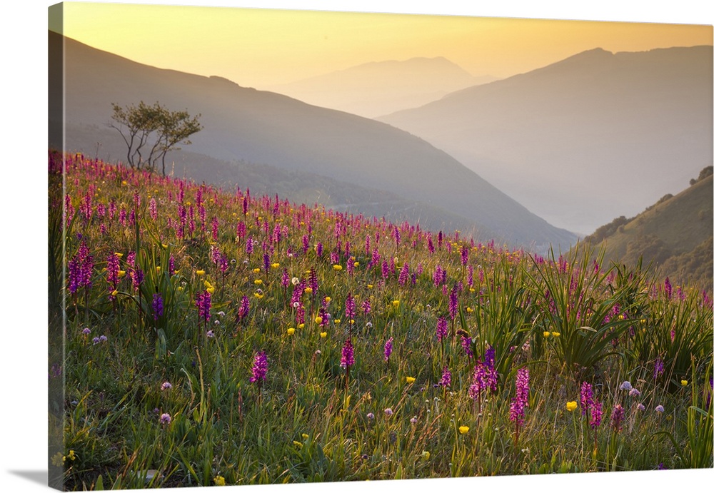 Italy, Umbria, Forca Canapine. Pink orchids growing at the Forca Canapine, Monti Sibillini National Park, bathed in dawn l...