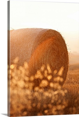 Italy, Tuscany, Siena district, Orcia Valley, countryside, close up of a bale