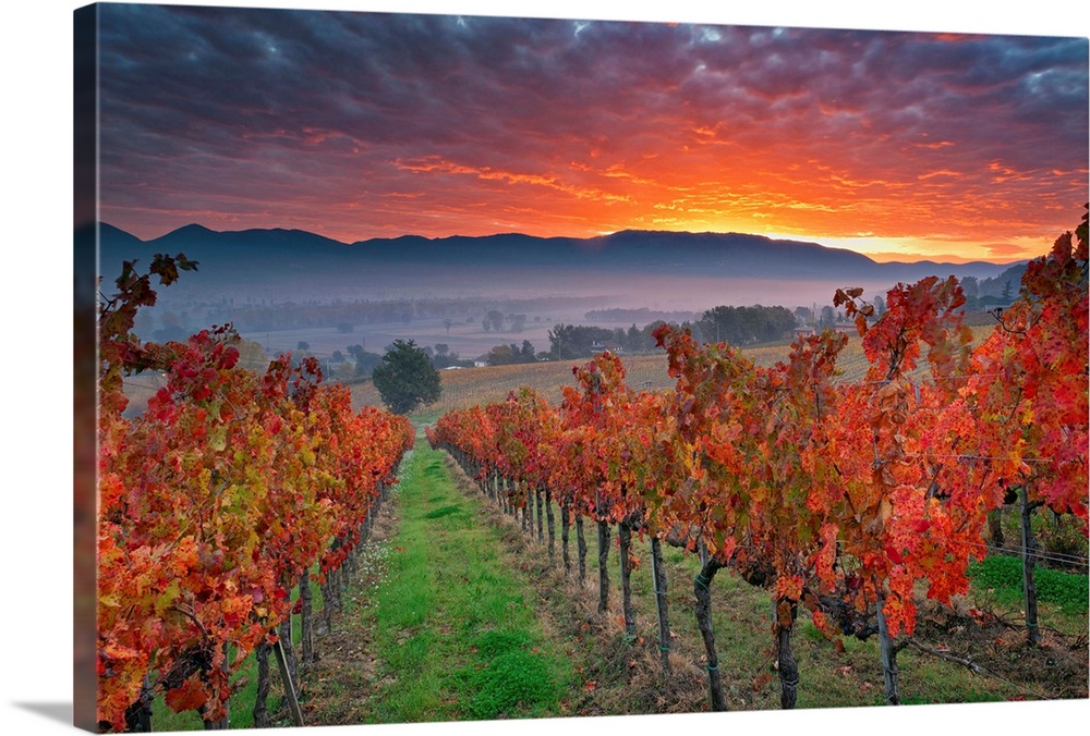 Italy, Umbria, Perugia district. Autumnal Vineyards near Montefalco.