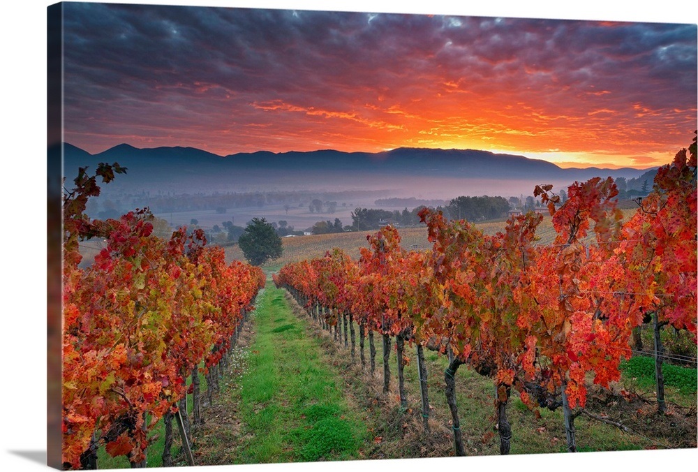 Italy, Umbria, Perugia district, Autumnal Vineyards near Montefalco