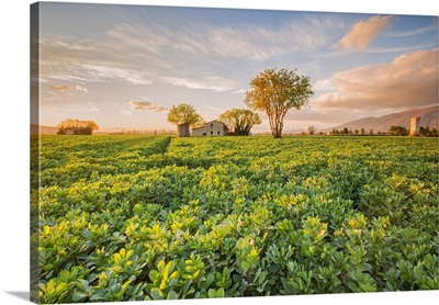 Italy, Umbria, Perugia district, Spello. Countryside