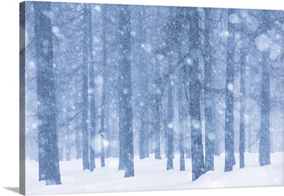 Italy, Veneto, Magic atmosphere on larch trees under an heavy snowfall