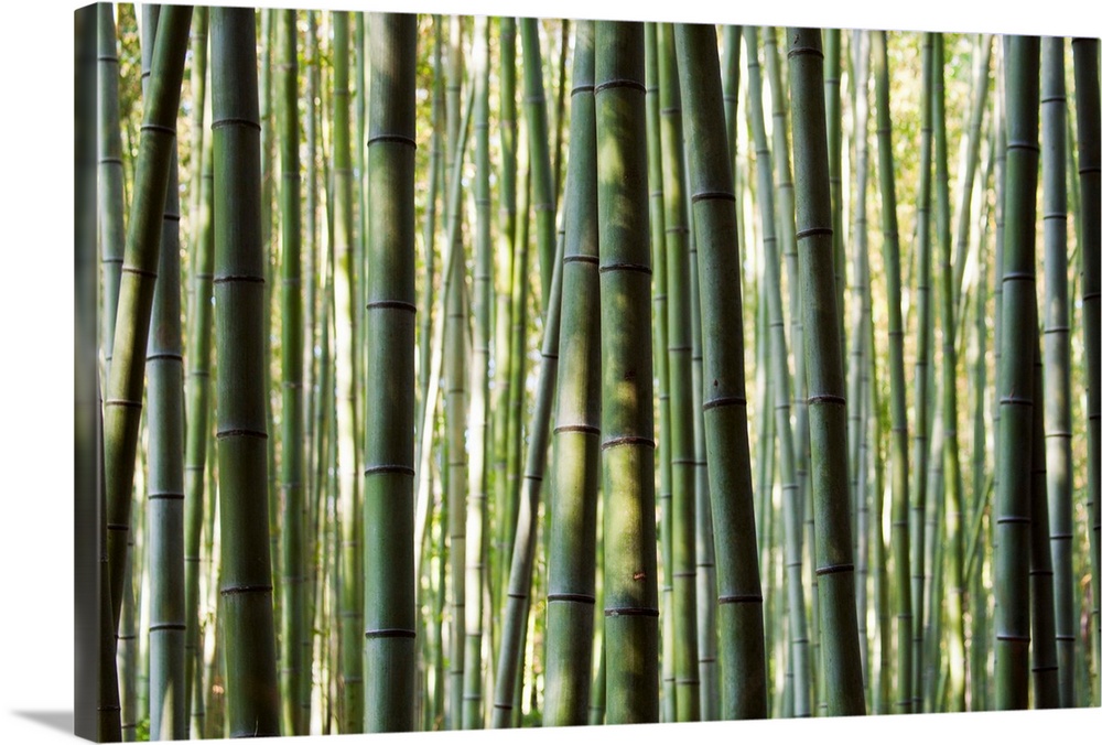 Japan, Chubu Region, Kyoto, Arashiyama. Close up of a bamboo forest.