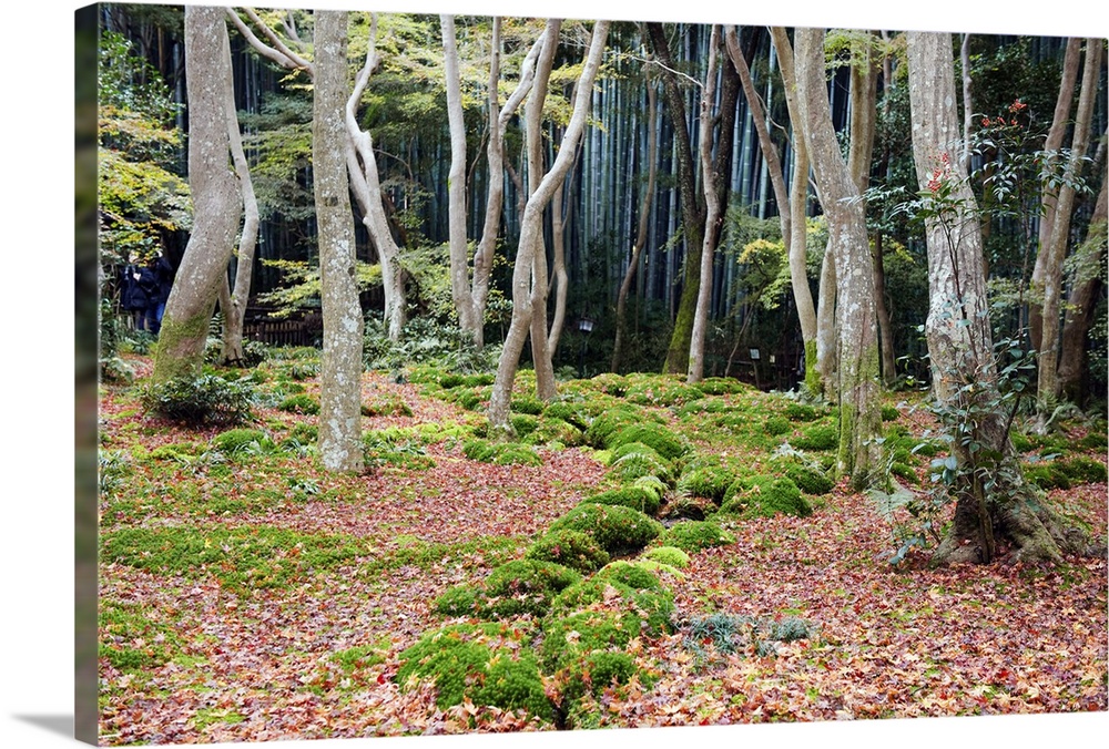 Asia, Japan. Kyoto, Sagano, Arashiyama, Gio ji, (Gioji) Temple, moss garden.