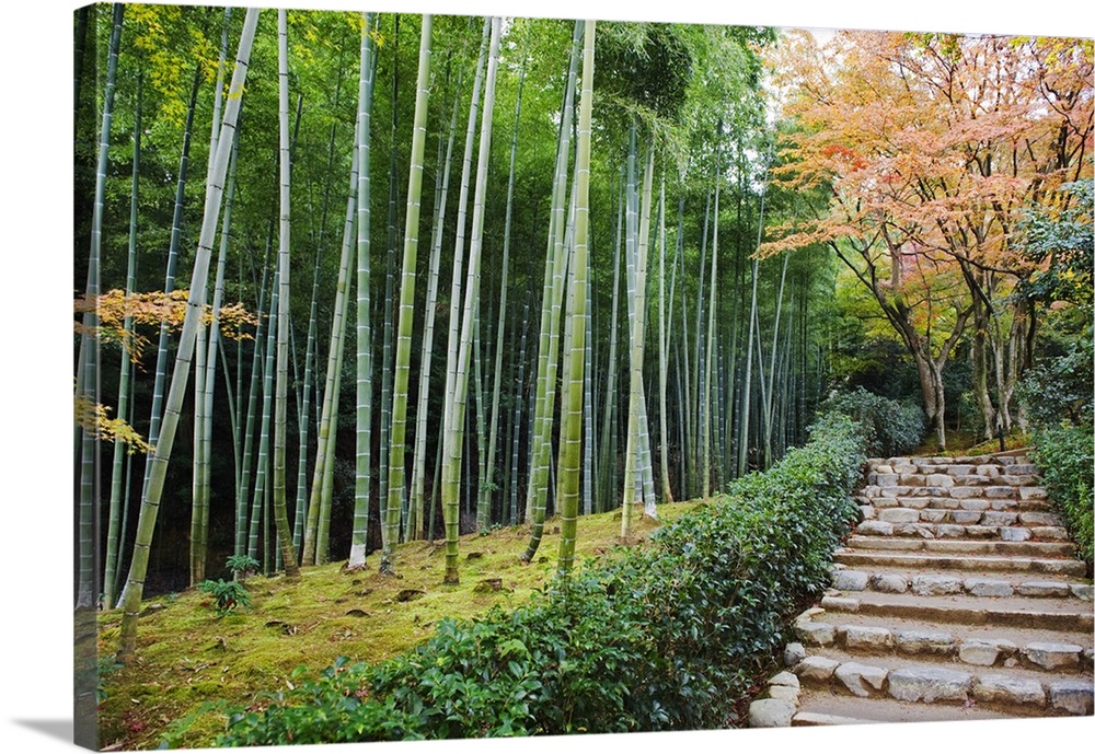 Asia, Japan. Kyoto, Sagano, Arashiyama, Jojakko ji (Jojakkoji) Temple (16th Century),bamboo grove and autumn leaves.