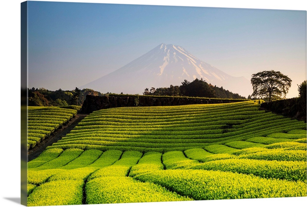 Japan, Shizuoka Prefecture, Mt Fuji and Green Tea Plantations Wall Art