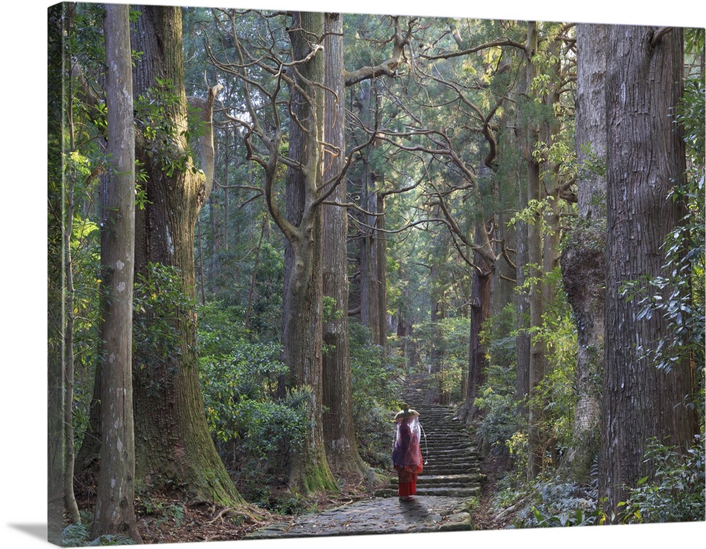 Japan, Wakayama Prefecture, Kumano Kodo Pilgrimage Trail (UNESCO Site), Japanese Cedars Forest