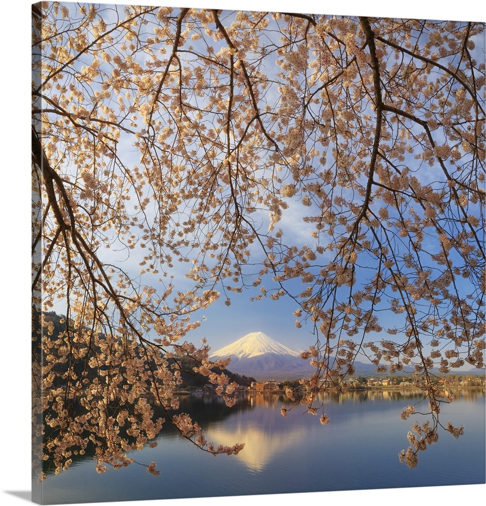 Japan, Yamanashi Prefecture, Kawaguchi-ko Lake, Mt Fuji and Cherry Blossoms.