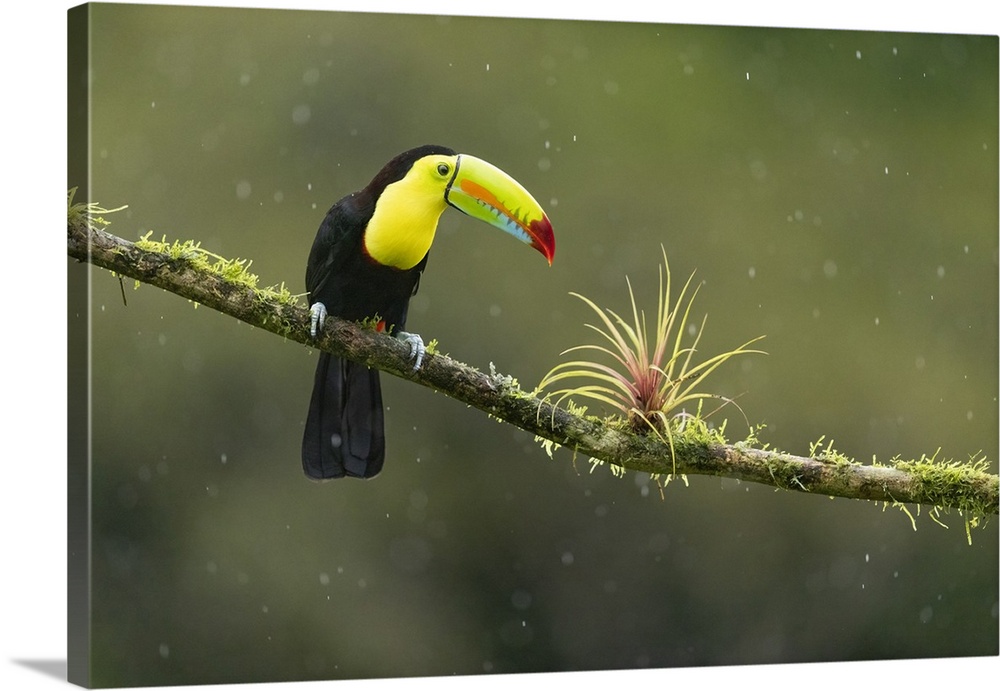 Keel-billed Toucan (Ramphastos sulfuratus) perched on branch with bromeliad in rain, Lowland rainforest, Costa Rica