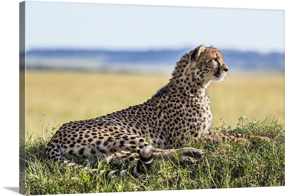 Kenya, Narok County, Masai Mara. A cheetah keeps watch for the movement of antelopes on a termite mound. These predators h...