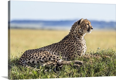 Kenya, A cheetah keeps watch for the movement of antelopes on a termite mound