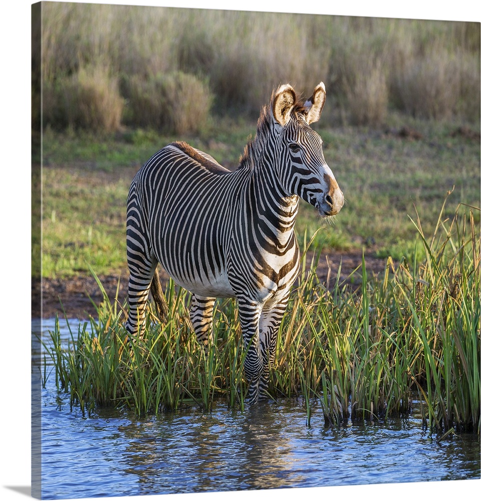 Kenya, Lewa Conservancy, Meru County. A Grevys Zebra stands in a stream in Lewa Conservancy.