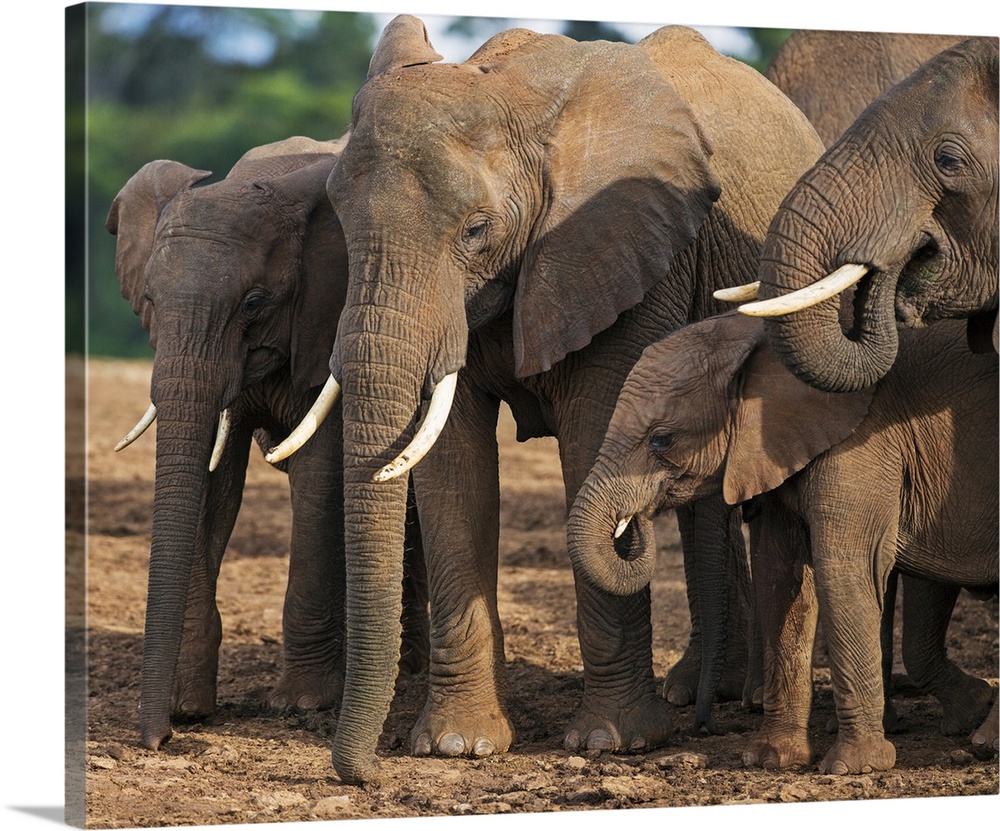 Kenya, Nyeri County, Aberdare National Park. A herd of African elephants at a saltlick in the Aberdare National Park.