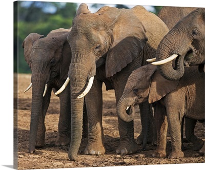 Kenya, A herd of African elephants at a saltlick in the Aberdare National Park