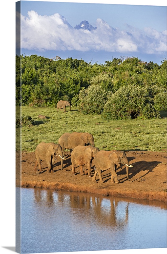 Kenya, Nyeri County, Aberdare National Park. A herd of African elephants come to drink at a waterhole in the Aberdare Nati...