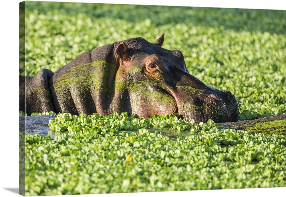 Kenya, Narok County, Masai Mara. A hippo wallows among Nile cabbage in a large rainwater pool near the Mara River.