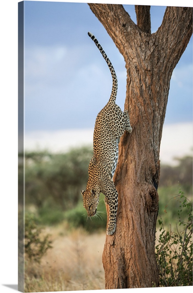 Kenya, Samburu National Reserve, Samburu County. A leopard makes a rapid vertical descent from a large acacia tree.