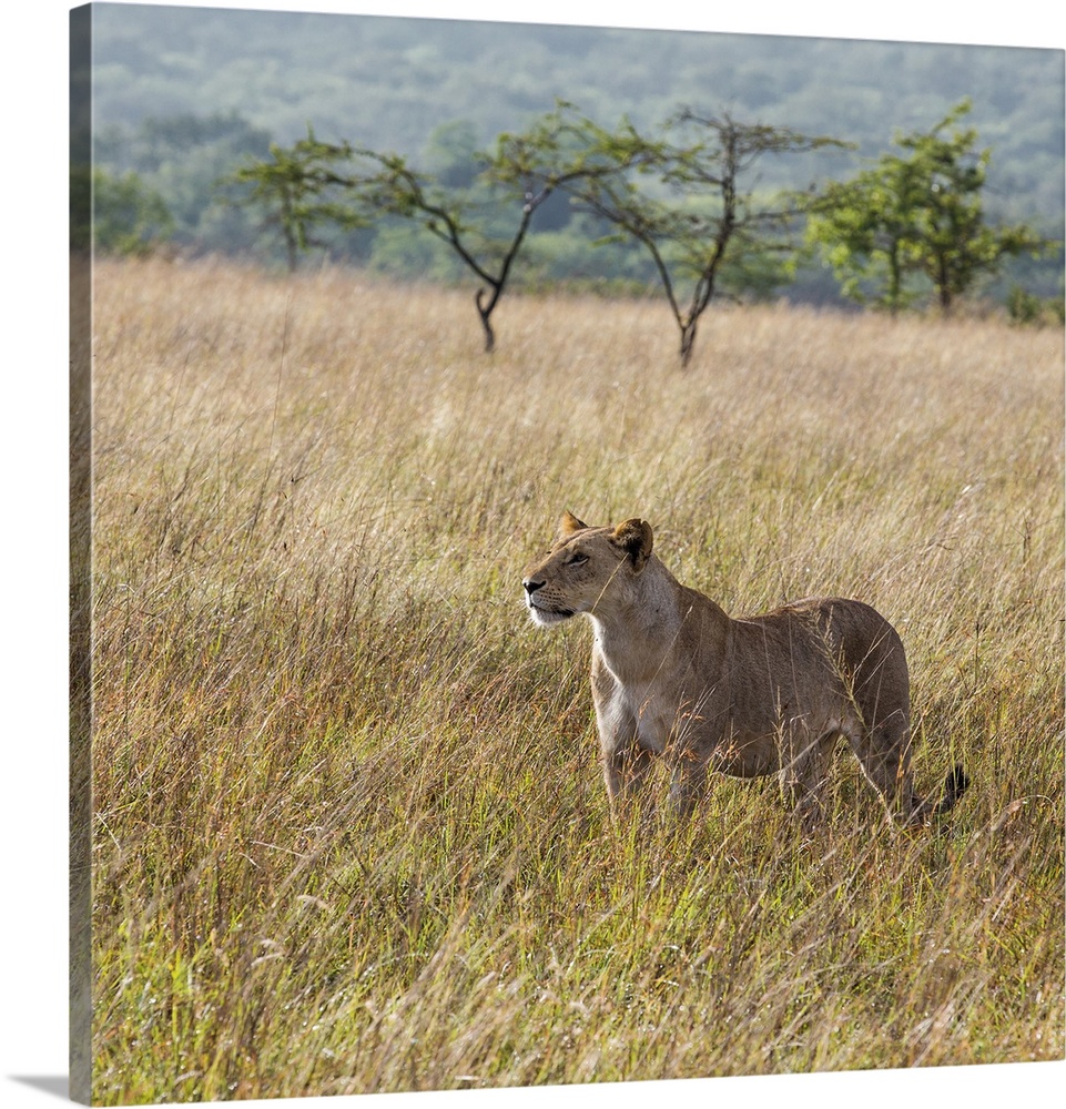 Kenya, Kajiado County, Maasai Wilderness Conservancy. A lioness stares intently in the early morning.