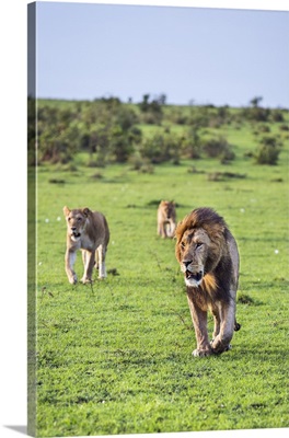 Kenya, A pride of Lions crosses open country in Masai Mara National Reserve