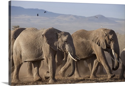 Kenya, Amboseli National Park, A breeding herd of elephant