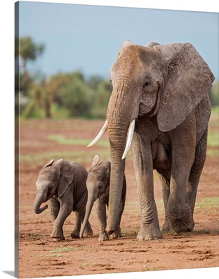 Kenya, Amboseli National Park, A female African elephant with two small babies