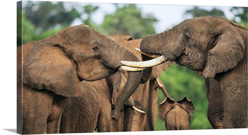 Kenya, Nyeri County, Aberdare National Park. Bull elephants sparring at a saltlick in the Aberdare National Park.