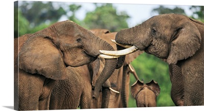 Kenya, Bull elephants sparring at a saltlick in the Aberdare National Park