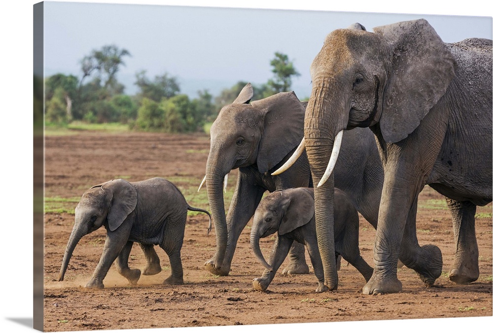 Kenya, Kajiado County, Amboseli National Park. A family of African elephants on the move.
