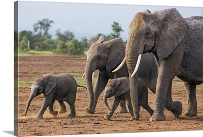 Kenya, Kajiado County, Amboseli National Park, A family of African elephants on the move